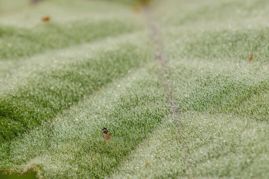 A tiny black fly resting on a dew covered leaf