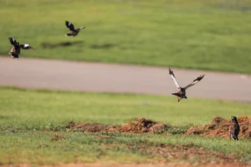 Fotobehang Vogels Common Myna Birds Flying and Foraging in Green Field  © Niro zohar 