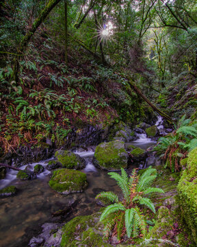A tranquil stream flows through a lush forest, surrounded by moss-covered rocks and vibrant ferns. Sunlight filters through the canopy, creating a peaceful atmosphere.
