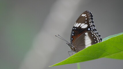 Macro shot of a Great Eggfly butterfly perched on a vibrant green leaf against a soft bokeh background © Silmiart