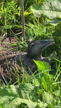 Female eider duck sitting on a ground nest panting heavily in the summer heat.