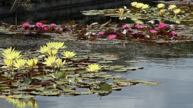 Pink and yellow water lilies blooming in a pond as a fast dragonfly flies past the water.