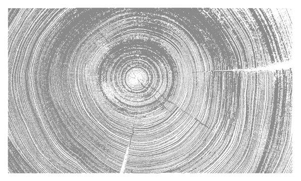 White and gray boho wood texture. Detailed black and white texture of a felled tree trunk or stump. Rough organic tree rings with close up of end grain.