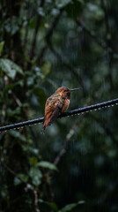 Obraz premium A brown hummingbird perched on a wire in the rain, its feathers glistening with water droplets, symbolizing resilience in adverse weather.