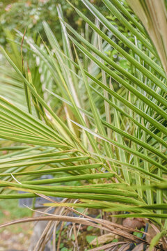 The leaves of young Quindio wax palms illuminated by the afternoon sun
