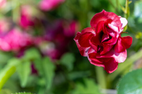 A close-up shot of a vibrant red flower with soft green foliage in the background.