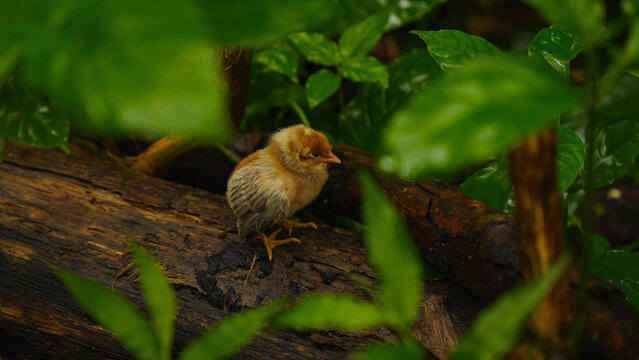 A cute baby chick in the forest