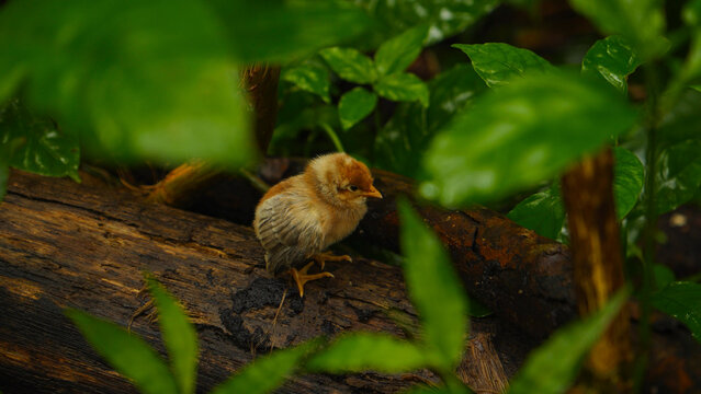 A cute baby chick in the forest