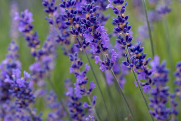 Fototapeta premium Selective focus view across multiple purple lavender flower spikes blooming in a sunny field.