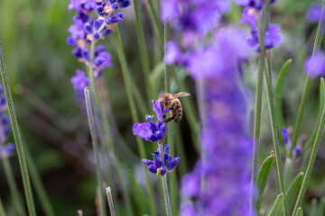 Macro detail of a honeybee gathering nectar on blooming purple lavender stalks with soft blurry background. © Sergej
