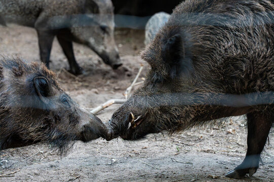 Extreme close-up of two adult wild boars interacting snout-to-snout through a wire mesh fence in an outdoor sanctuary.