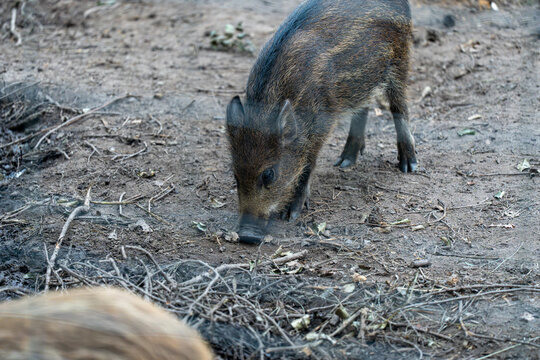 High-angle view of a small young wild boar piglet sniffing and foraging on dusty ground filled with twigs in a natural enclosure.