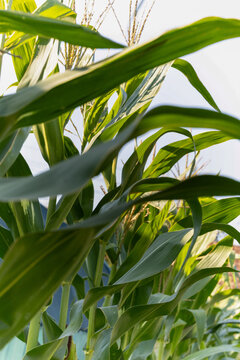 A close-up view of green corn stalks and leaves against a bright sky.