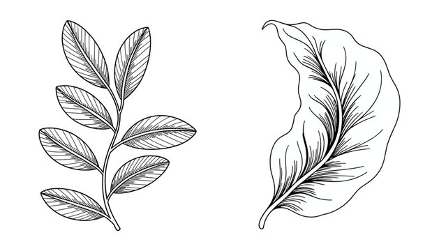 Botanical leaves flat vector illustration set. Two vintage engraved foliage specimens showcase a multi-leaf branch and a single curved wavy tropical leaf with detailed realistic shading.