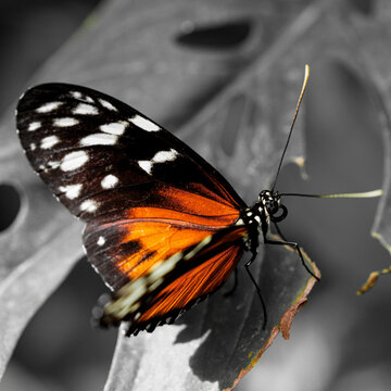 Gros plan d'un papillon aux ailes orange et noires pos&eacute; sur une surface v&eacute;g&eacute;tale, avec un arri&egrave;re-plan monochrome flou.