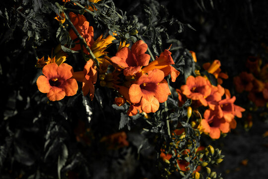 Gros plan de fleurs orange lumineuses dans un feuillage sombre, avec une lumi&egrave;re naturelle cr&eacute;ant une ambiance chaleureuse et color&eacute;e.