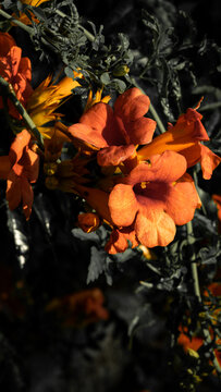 Gros plan de fleurs orange lumineuses dans un feuillage sombre, avec une lumi&egrave;re naturelle cr&eacute;ant une ambiance chaleureuse et color&eacute;e.