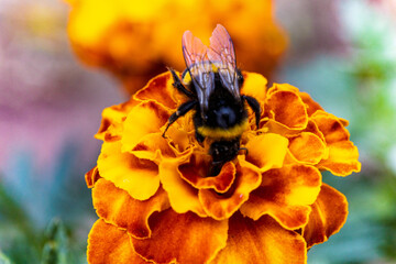 A bumblebee collects nectar from a vibrant orange and yellow marigold flower. © mirukser