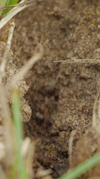 Busy ants swarming around a hole in the ground in vertical format