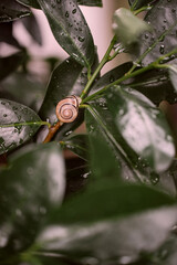 Garden snail Cornu aspersum resting on a wet cherry laurel leaf after rain, showing spiral shell pattern and everyday backyard nature detail © Natalia Schuchardt