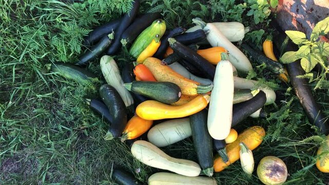 Abundant harvest of colorful zucchini and squash resting on green grass