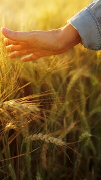 Female hand touches ripe ears of wheat at sunset. Slow motion