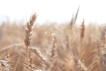 Obraz premium Golden wheat spikes growing in field on sunny day, closeup. Space for text