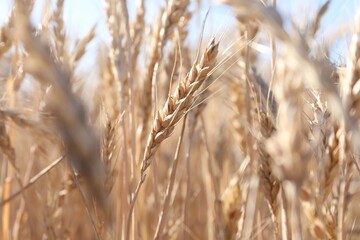 Obraz premium Golden wheat spikes growing in field on sunny day, closeup