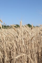 Obraz premium Golden wheat spikes growing in field under blue sky, closeup