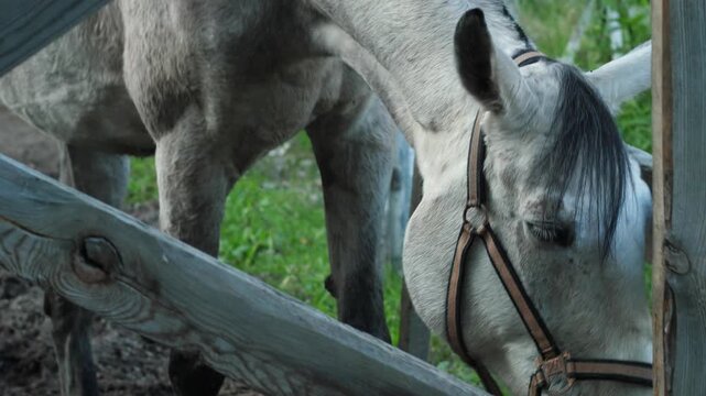 A grey horse wearing a bridle stands behind a wooden paddock fence, looking into the camera. The animal then lowers its head to graze on fresh green grass near the wooden enclosure