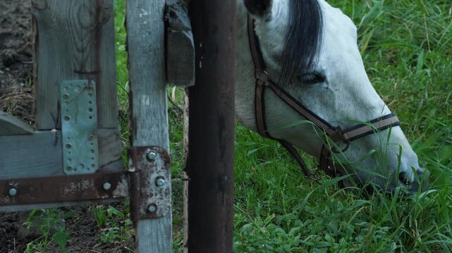 A white horse wearing a bridle eats fresh green grass near a wooden fence on a farm. The camera slowly shifts as the animal peacefully grazes outdoors during a sunny day.