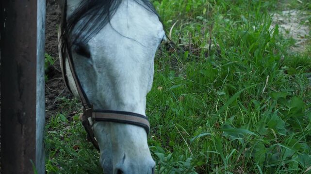 A white horse wearing a halter reaches over a wooden fence to graze on fresh grass. The animal peacefully chews green flora on a farm during a bright day.