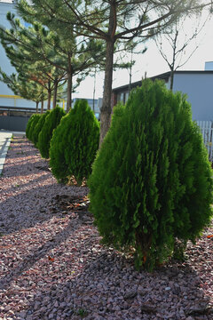 Neatly trimmed evergreen thuja trees growing along a paved walkway in a landscaped urban garden. Green ornamental landscaping in an outdoor residential environment.