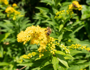 A bee on a flower sucks nectar and collects pollen © tonysk