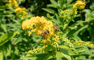 A bee on a flower sucks nectar and collects pollen © tonysk