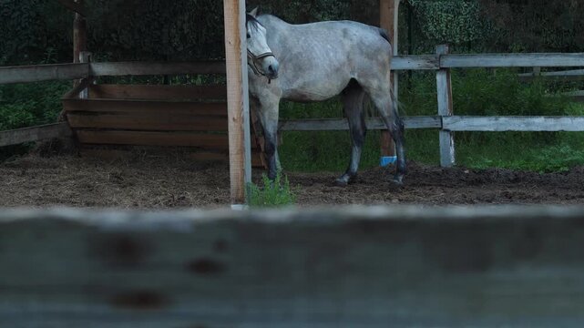 Grey horse stands in an open paddock on a farm, swishing its tail. The animal looks around and slowly walks across the wooden stable area
