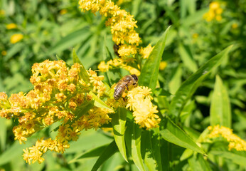 A bee on a flower sucks nectar and collects pollen © tonysk