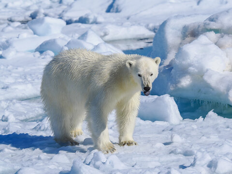 Polar bear (Ursus maritimus) on melting sea ice banner copy space