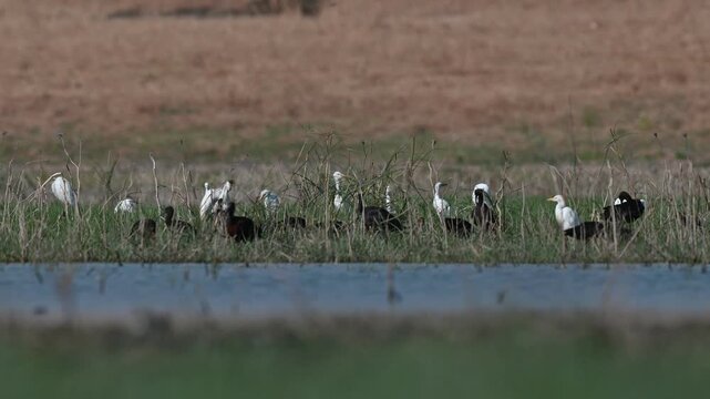 Flock of glossy ibises (Plegadis falcinellus) and cattle egrets (Bubulcus ibis) foraging together in the lush wetland vegetation of Kabakli Pond, Tigris Basin, Turkey. Scenic lake landscape with wild 
