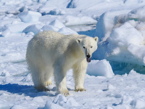 Polar Bear (Ursus maritimus) Walking on Pack Ice, copy space