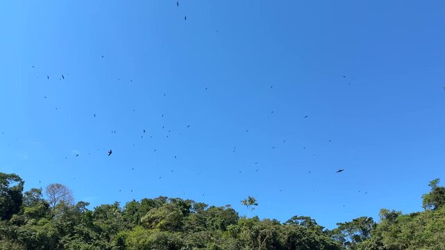 Many birds flying in circles over a waterfall.