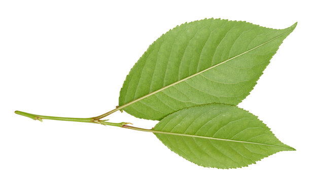 Green carved cherry leaf with distinct veins and serrated edge on isolated background