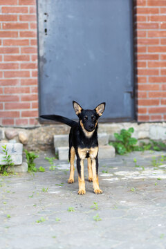 Alert small black and tan mixed-breed dog standing on concrete courtyard beside weathered metal door and red brick wall in muted daylight with full body view, with dog, canine, mixedbreed, pet detail