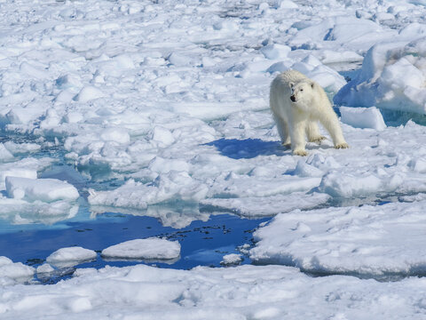 Polar bear (Ursus maritimus) on melting sea ice banner copy space