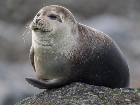Harbor seal (Phoca vitulina) resting on coastal rock