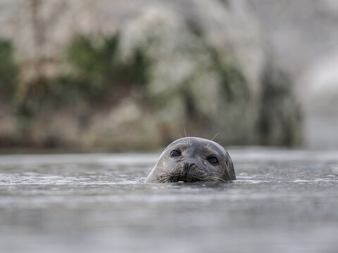 Harbor seal (Phoca vitulina) swimming with head above water, copy space