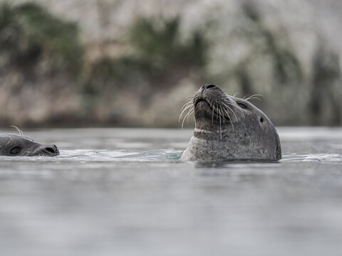 Harbor seal (Phoca vitulina) swimming with head above water, copy space