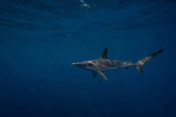 Obraz premium Juvenile scalloped hammerhead shark swimming in open water at Aliwal Shoal, KwaZulu-Natal, South Africa.