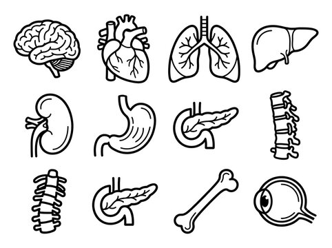 Human organs and skeletal system vector icons set