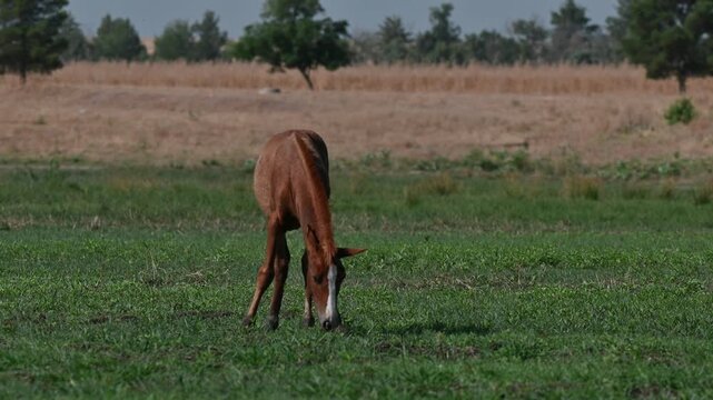 Young chestnut foal grazing freely on lush green grass near Kabakli Pond, Tigris Basin, Turkey. Beautiful colt in a rural meadow.